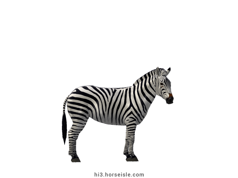 Plains Zebra White Striped4 Coat